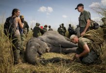 Le Botswana accuse les Etats-Unis d »‘encourager le braconnage des éléphants »