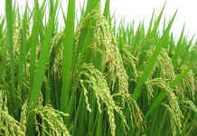 Un programme de la CEDEAO pour l’autosuffisance en riz