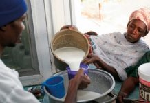 Niger : lancement d’une campagne de promotion du lait local en Afrique