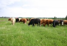 Le FMI estime qu’il n’y a « aucune preuve » que la Chine manipule sa monnaie