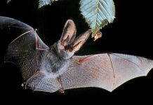 Sierra Leone: découverte d’un nouveau type de virus Ebola