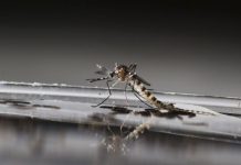 Etats-Unis: un nouveau traitement contre le paludisme récurren