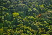 Congo: vers le reboisement de dix mille hectares de forêts