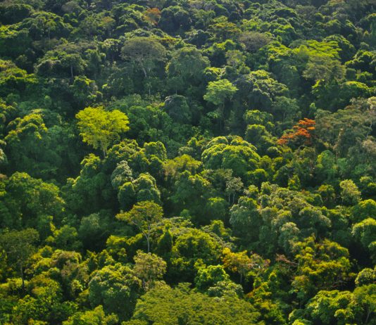 Congo: vers le reboisement de dix mille hectares de forêts