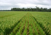 La BAD octroie 81,1 millions de dollars à la Guinée: