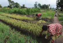 Congo: un projet promet cinq milliards f cfa aux agriculteurs