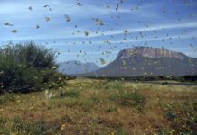 Somalie: l’invasion des criquets déclarée «urgence nationale»