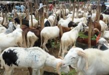 Le Tchad ‘rembourse une dette de 100 millions de dollars à l’Angola avec du bétail’